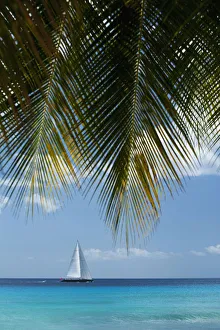 Looking Through Palm Trees To Large Yacht Off The West Coast Of Barbados; Barbados Looking Through Palm Trees To Large Yacht Off The West Coast Of Barbados; Barbados