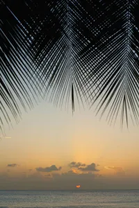 Looking Through Palm Trees To Sunset On The West Coast Of Barbados; Barbados Looking Through Palm Trees To Sunset On The West Coast Of Barbados; Barbados