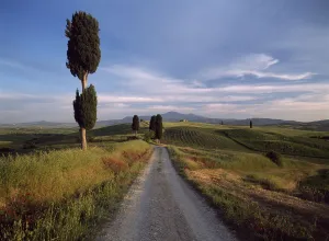 Looking Down Track Lined With Cypress Trees At Dusk To Old Farmhouse On Hill Near Pienza Looking Down Track Lined With Cypress Trees At Dusk To Old Farmhouse On Hill Near Pienza