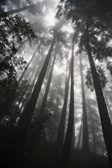 Low Angle View Of Tree Tops In The Fog; California, United States Of America Low Angle View Of Tree Tops In The Fog; California, United States Of America