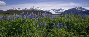 Lupine Blooms In The Wetlands Near Mendenhall Glacier. Summer In Southeast Alaska Lupine Blooms In The Wetlands Near Mendenhall Glacier. Summer In Southeast Alaska