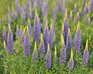 Lupins, Gunzenhausen, Weissenburg-Gunzenhausen, Bavaria, Germany Lupins, Gunzenhausen, Weissenburg-Gunzenhausen, Bavaria, Germany