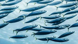 Mackerel Scad (Decapterus Macarellus) Schooled Off The Kona Coast; Kona, Island Of Hawaii, Hawaii Mackerel Scad (Decapterus Macarellus) Schooled Off The Kona Coast; Kona, Island Of Hawaii, Hawaii