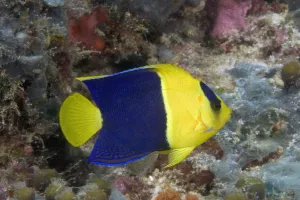 Malaysia, The Bicolor Angelfish (Centropyge Bicolor) Malaysia, The Bicolor Angelfish (Centropyge Bicolor)