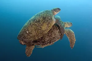 Malaysia, Borneo, Sipadan Island, Coupling Green Sea Turtles, Chelonia Mydas Malaysia, Borneo, Sipadan Island, Coupling Green Sea Turtles, Chelonia Mydas
