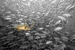 Malaysia, Green Sea Turtle (Chelonia Mydas) and Schooling Jacks; Sipidan Malaysia, Green Sea Turtle (Chelonia Mydas) and Schooling Jacks; Sipidan