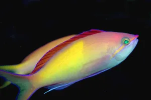 Malaysia, Mabul Island, This Male Peach Anthias, Pseudanthias Dispar Malaysia, Mabul Island, This Male Peach Anthias, Pseudanthias Dispar