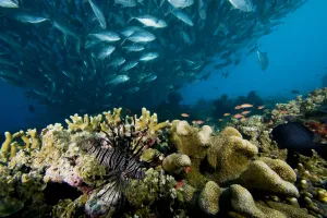 Malaysia, Reef Scene With Lionfish (Pterois Volitans) And Schooling Jack Fish (Caranx Malaysia, Reef Scene With Lionfish (Pterois Volitans) And Schooling Jack Fish (Caranx
