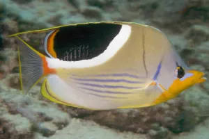 Malaysia, Saddleback Butterflyfish, Chaetodon Ephippium Malaysia, Saddleback Butterflyfish, Chaetodon Ephippium