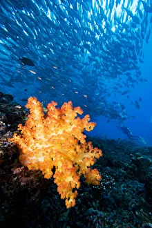 Malaysia, Schooling Bigeye Jack (Caranx Sexfasciatus) Fish Around Alcyonarian Coral And Malaysia, Schooling Bigeye Jack (Caranx Sexfasciatus) Fish Around Alcyonarian Coral And