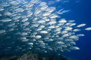 Malaysia, Schooling Bigeye Jack Fish (Caranx Sexfasciatus) Malaysia, Schooling Bigeye Jack Fish (Caranx Sexfasciatus)