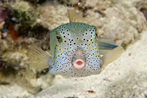 Malaysia, Front view of Yellow Boxfish (Ostracion Cubicus); Sipidan Island Malaysia, Front view of Yellow Boxfish (Ostracion Cubicus); Sipidan Island