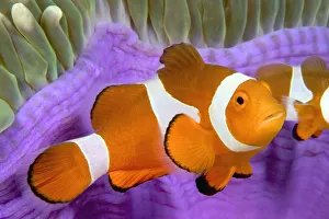 Malaysia, Western Clown Anemone Fish, Amphiprion Ocellaris Malaysia, Western Clown Anemone Fish, Amphiprion Ocellaris