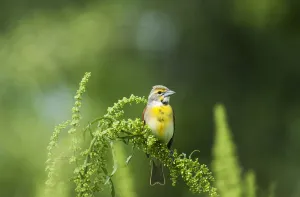 A Male Dickcissel (Spiza Americana) Perches On A Dock Plant; Vian, Oklahoma, United A Male Dickcissel (Spiza Americana) Perches On A Dock Plant; Vian, Oklahoma, United