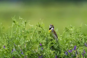 A Male Dickcissel (Spiza Americana) Singing; Vian, Oklahoma, United States Of America A Male Dickcissel (Spiza Americana) Singing; Vian, Oklahoma, United States Of America