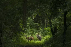 Male With Two Female Nyala Antelope, Nyala Wildlife Park, Near Chikwawa; Malawi Male With Two Female Nyala Antelope, Nyala Wildlife Park, Near Chikwawa; Malawi