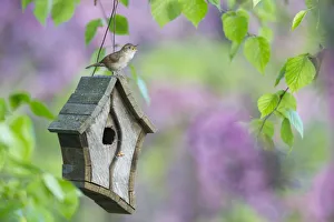 Male House Wren (Troglodytes Aedon) Calls From A Bird House, Hubbard County; Minnesota, United States Of America Male House Wren (Troglodytes Aedon) Calls From A Bird House, Hubbard County; Minnesota, United States Of America