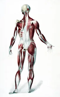 Back Of The Male Human Body Showing Muscles Sinews And Bones From The Vessels Of Back Of The Male Human Body Showing Muscles Sinews And Bones From The Vessels Of