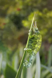 Male Jackson's Chameleon (Chamaeleo jacksoni) clinging to a plant leaf Male Jackson's Chameleon (Chamaeleo jacksoni) clinging to a plant leaf