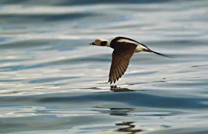 A Male Long-Tailed Duck In Winter Plumage In Flight Over Kachemak Bay Along The Homer Spit In Homer, Kenai Peninsula A Male Long-Tailed Duck In Winter Plumage In Flight Over Kachemak Bay Along The Homer Spit In Homer, Kenai Peninsula