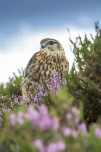 Male Merlin on heather moorland, Yorkshire, England Male Merlin on heather moorland, Yorkshire, England