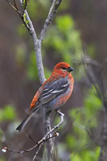 Male Pine Grosbeak Perched On Willow Branch, Copper River Delta, Near Cordova, Southcentral Alaska, Spring Male Pine Grosbeak Perched On Willow Branch, Copper River Delta, Near Cordova, Southcentral Alaska, Spring