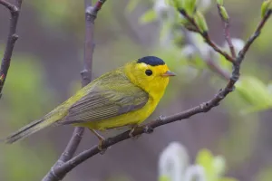 A Male Wilson's Warbler Perched In A Willow, Copper River Delta, Near Cordova, Southcentral Alaska, Spring A Male Wilson's Warbler Perched In A Willow, Copper River Delta, Near Cordova, Southcentral Alaska, Spring