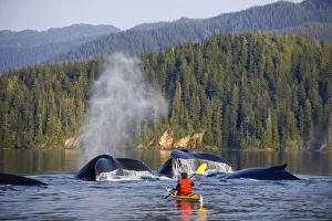 Man Sea Kayaking Near Swimming Pod Of Humpback Whales Inside Passage Southeast Alaska Man Sea Kayaking Near Swimming Pod Of Humpback Whales Inside Passage Southeast Alaska
