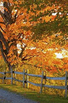 Maple Trees And A Rail Fence In Autumn; Lawrenceville, Quebec, Canada Maple Trees And A Rail Fence In Autumn; Lawrenceville, Quebec, Canada