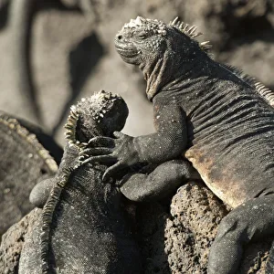Two Marine Iguanas (Amblyrhynchus Cristatus) Showing Affection; Galapagos, Equador Two Marine Iguanas (Amblyrhynchus Cristatus) Showing Affection; Galapagos, Equador