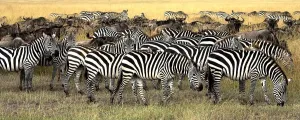 Masai Mara, Kenya; Herd Of Burchells Zebra And Wildebeest Masai Mara, Kenya; Herd Of Burchells Zebra And Wildebeest