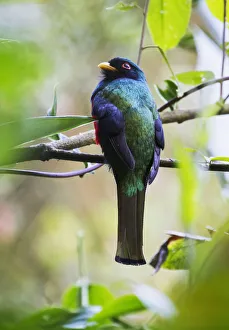 Masked Trogon (Trogon Personatus) In The Cloud-Forest, Mindo, Pichincha, Ecuador Masked Trogon (Trogon Personatus) In The Cloud-Forest, Mindo, Pichincha, Ecuador