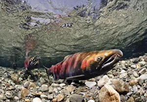 Mature Coho Paired Up For Spawning In Power Creek, Copper River Delta, Prince William Sound, Southcentral Alaska Mature Coho Paired Up For Spawning In Power Creek, Copper River Delta, Prince William Sound, Southcentral Alaska