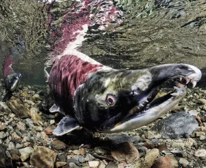 Mature Male Sockeye Salmon On Spawning Grounds, Power Creek, Copper River Delta, Prince William Sound Mature Male Sockeye Salmon On Spawning Grounds, Power Creek, Copper River Delta, Prince William Sound