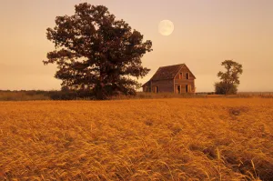 Mature Winter Wheat With Old House And Oak Tree In The Background, Beausejour, Manitoba Mature Winter Wheat With Old House And Oak Tree In The Background, Beausejour, Manitoba
