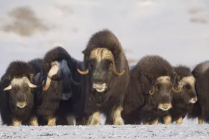 Mature & Young Musk-Ox Bulls With Cows In A Defensive Lineup During Winter On The Mature & Young Musk-Ox Bulls With Cows In A Defensive Lineup During Winter On The