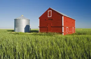 Metal Grain Bin And Wooden Grain Bin In Wheat Field; Sceptre Saskatchewan Canada Metal Grain Bin And Wooden Grain Bin In Wheat Field; Sceptre Saskatchewan Canada
