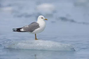 Mew Gull Adult On An Iceberg, Prince William Sound, Southcentral Alaska Mew Gull Adult On An Iceberg, Prince William Sound, Southcentral Alaska