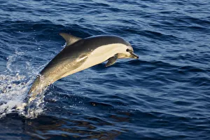 Mexico Coast, Common Dolphin (Delphinus Delphis) Jumping From Deep Blue Sea Mexico Coast, Common Dolphin (Delphinus Delphis) Jumping From Deep Blue Sea