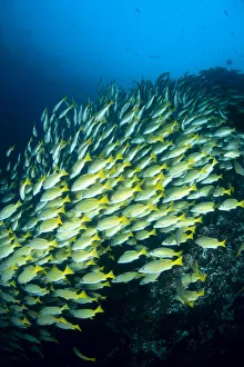 Mexico, Schooling Blue And Gold Snapper (Lutjanus Viridis) Mexico, Schooling Blue And Gold Snapper (Lutjanus Viridis)