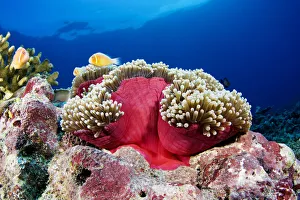 Micronesia, Anemonefish (Amphiprion Perideraion) And Sea Anemone (Heteractis Magnifica) Micronesia, Anemonefish (Amphiprion Perideraion) And Sea Anemone (Heteractis Magnifica)