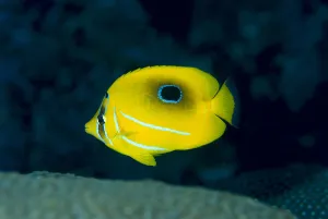 Micronesia, Bennetts Butterflyfish (Chaetodon Bennetti) B1954 Micronesia, Bennetts Butterflyfish (Chaetodon Bennetti) B1954