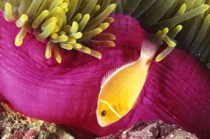 Micronesia, Bright Orange Anemone Fish Swim Near Pink Anemone And Coral Micronesia, Bright Orange Anemone Fish Swim Near Pink Anemone And Coral