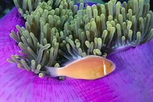Images Dated 24th February 1999: Micronesia, Close-Up Of Pink Anemonefish With Anemone (Amphiprion Peraderaion)