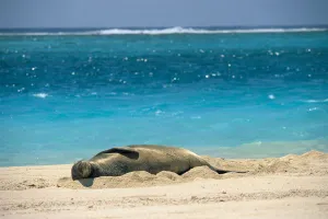 Midway Atoll, Hawaiian Monk Seal Laying In Sand With Eyes Closed, Turquoise Ocean Background Midway Atoll, Hawaiian Monk Seal Laying In Sand With Eyes Closed, Turquoise Ocean Background
