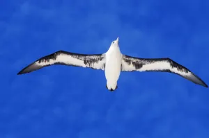 Midway Atoll, Laysan Albatross (Diomedea Immutabilis) In Flight, Blue Sky, View From Below Midway Atoll, Laysan Albatross (Diomedea Immutabilis) In Flight, Blue Sky, View From Below
