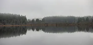 Mirror image of trees in a forest area along the shoreline of tranquil Scott Lake, near Olympia, Washington Mirror image of trees in a forest area along the shoreline of tranquil Scott Lake, near Olympia, Washington
