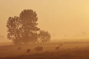 Misty countryside glowing orange at sunrise with sheep (Ovis aries) grazing in a pasture, in King's Sedgemoor Misty countryside glowing orange at sunrise with sheep (Ovis aries) grazing in a pasture, in King's Sedgemoor