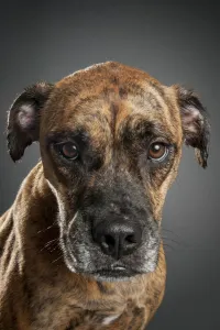 Mixed breed boxer dog looking at the camera against a black background, Studio Shot Mixed breed boxer dog looking at the camera against a black background, Studio Shot