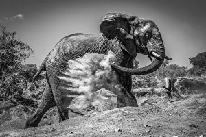 Monochrome African elephant giving itself dust bath, Chobe National Park, Botswana Monochrome African elephant giving itself dust bath, Chobe National Park, Botswana